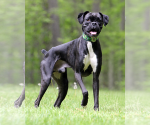 Boxer Dogs for adoption in Westminster, MA, USA