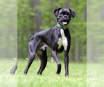 Small Boxer