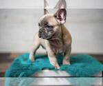 Small Photo #6 French Bulldog Puppy For Sale in CEDAR RAPIDS, IA, USA