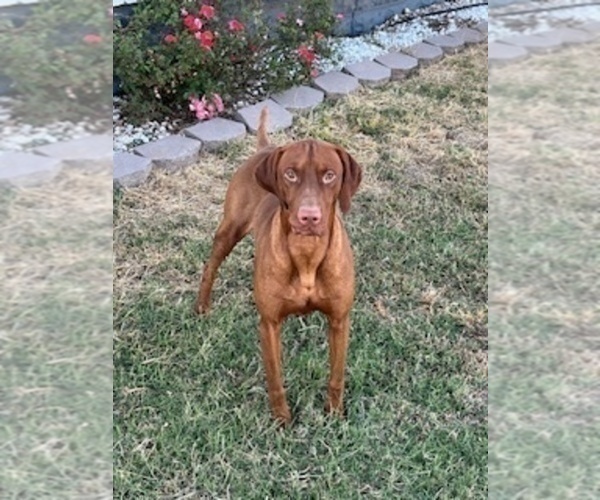 Medium Photo #1 Vizsla Puppy For Sale in AMORITA, OK, USA