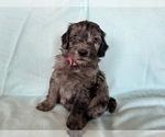 Puppy Neville Goldendoodle
