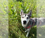 Small Huskies  Mix