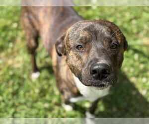 Mutt Dogs for adoption in Tulsa, OK, USA