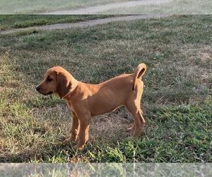 Bloodhound-Redbone Coonhound Mix Puppy for sale in CHARLESTOWN, IN, USA