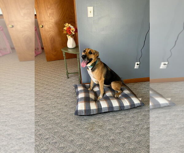 Medium Photo #2 German Shepherd Dog-Unknown Mix Puppy For Sale in Aurora, IN, USA