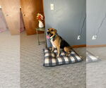 Small #1 German Shepherd Dog Mix