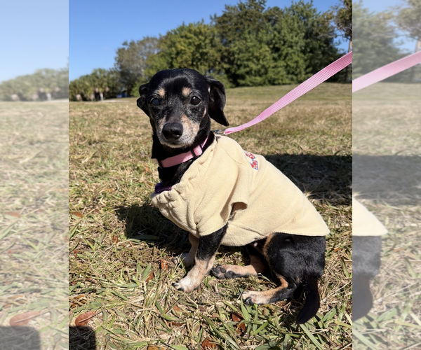 Medium Photo #4 Chiweenie Puppy For Sale in Weston, FL, USA