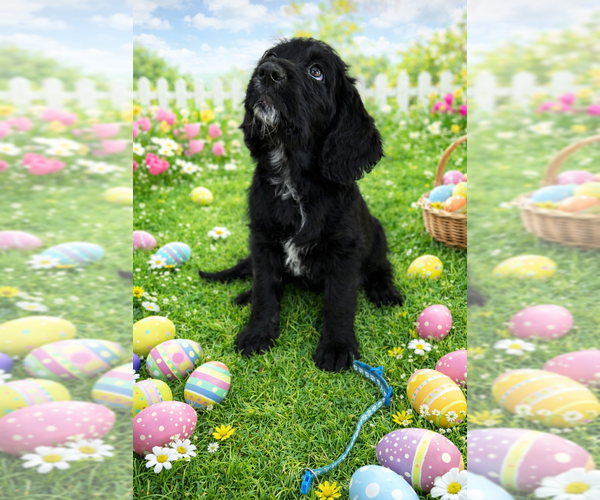 Medium Photo #1 Labradoodle Puppy For Sale in PRESCOTT VALLEY, AZ, USA