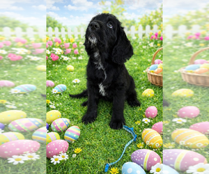 Labradoodle Puppy for sale in PRESCOTT VALLEY, AZ, USA