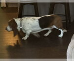 Small #1 Basset Hound