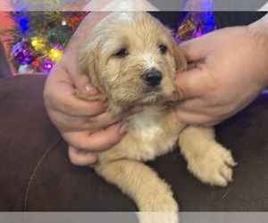 Basset Hound Puppy for sale in FRESNO, CA, USA