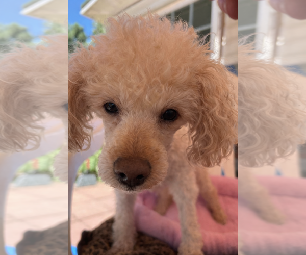 Medium Photo #2 Poodle (Miniature) Puppy For Sale in Pacolet, SC, USA
