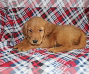 Doberman Pinscher Puppy for sale in BLOOMINGTON, IN, USA