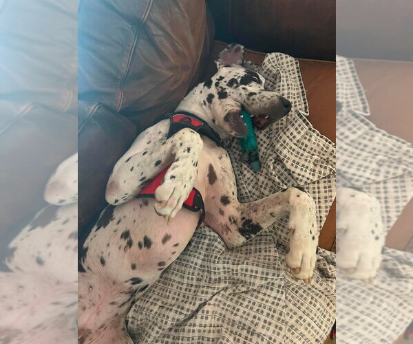 Medium Photo #4 Great Dane Puppy For Sale in Bullard, TX, USA