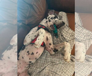 Bo - Male Great Dane Dog for Adoption - Photo #4
