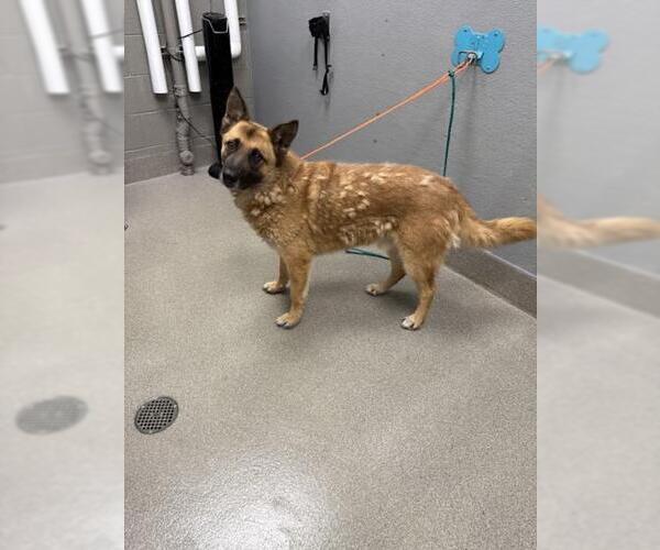 Medium Photo #1 German Shepherd Dog-Unknown Mix Puppy For Sale in Las Vegas, NV, USA