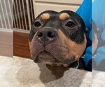 Small #1 American Staffordshire Terrier-Rottweiler Mix