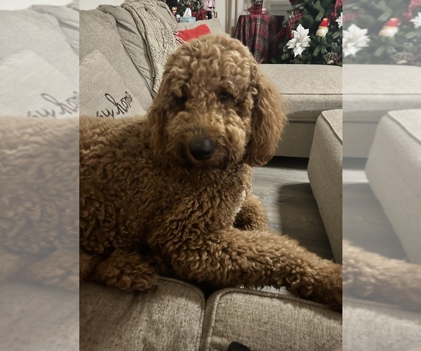 Medium Photo #1 Goldendoodle Puppy For Sale in HONEY GROVE, TX, USA