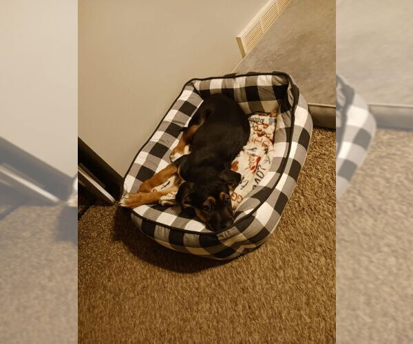 Medium Photo #2 Mutt Puppy For Sale in Wyoming, MI, USA