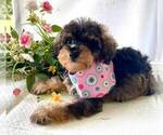 Small #5 Schnoodle (Miniature)