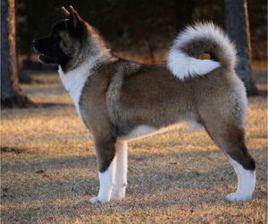 Father of the Akita puppies born on 08/22/2026