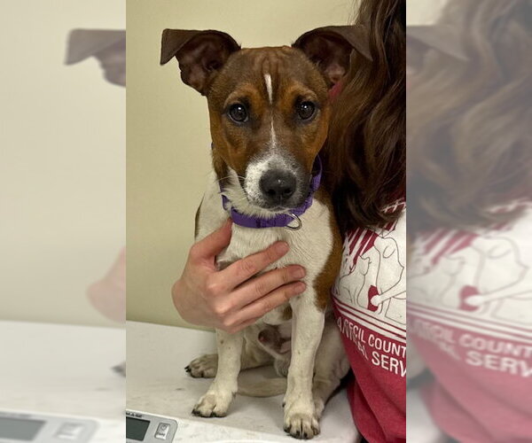 Medium Photo #2 Jack Russell Terrier Puppy For Sale in Lancaster, PA, USA