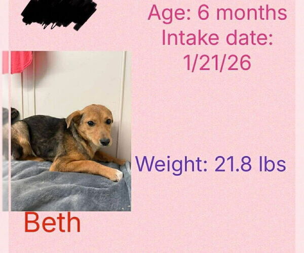 Medium Photo #2 Beagle-Unknown Mix Puppy For Sale in Aurora, IN, USA