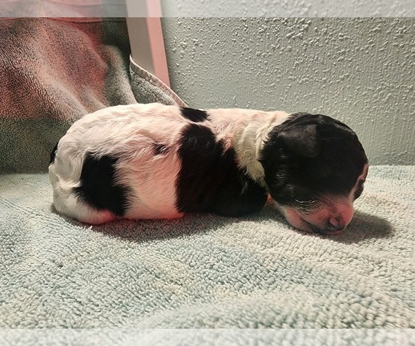 Medium Photo #16 Poodle (Standard) Puppy For Sale in CLAYTON, WA, USA