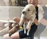 Small Photo #4 Golden Retriever Puppy For Sale in CHARLES TOWN, WV, USA