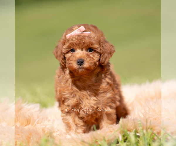 Medium Photo #5 Poodle (Miniature) Puppy For Sale in WARSAW, IN, USA