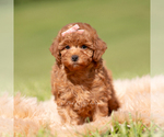 Small #4 Poodle (Miniature)
