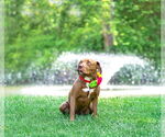 Small Photo #11 Mutt Puppy For Sale in Unionville, PA, USA