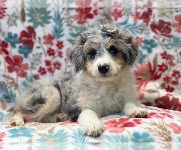Medium Photo #10 Aussiedoodle Miniature  Puppy For Sale in LAKELAND, FL, USA