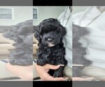 Small Photo #1 Cavapoo Puppy For Sale in WINDSOR MILL, MD, USA