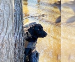 Small #36 Labrador Retriever