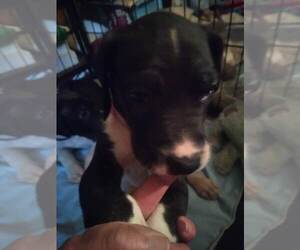 Great Dane Puppy for sale in SEVIERVILLE, TN, USA