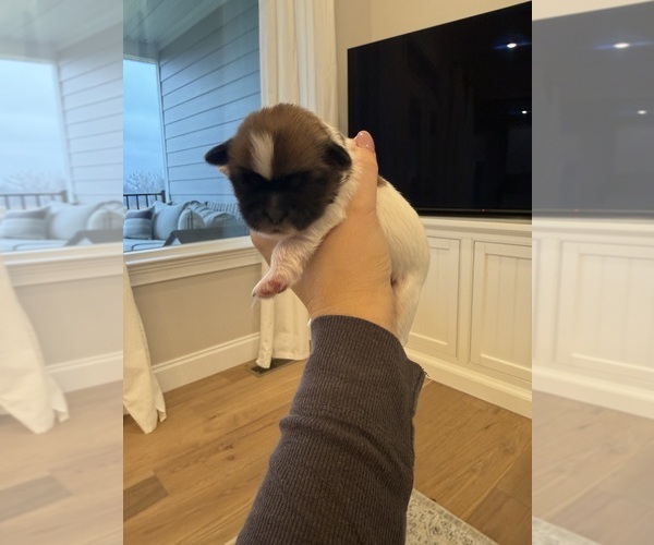 Medium Photo #8 Shih Tzu Puppy For Sale in HARRISONBURG, VA, USA