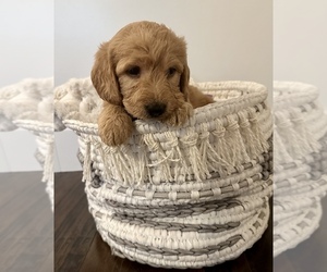 Goldendoodle-Labrador Retriever Mix Puppy for sale in MOORESVILLE, NC, USA