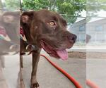 Small #1 American Staffordshire Terrier