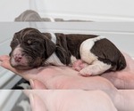 Puppy Penny English Springer Spaniel