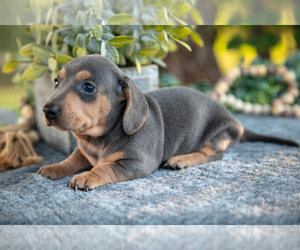 Medium Dachshund