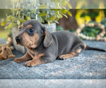 Puppy Bree Dachshund