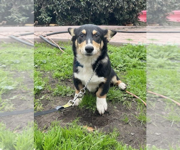 Medium Photo #6 Pembroke Welsh Corgi Puppy For Sale in OAKDALE, CA, USA