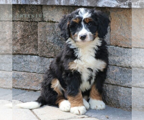 Medium Photo #1 Bernedoodle (Miniature) Puppy For Sale in NARVON, PA, USA