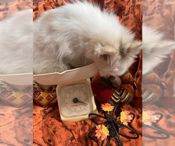 Medium Photo #2 Pomsky Puppy For Sale in GOLDEN VALLEY, AZ, USA