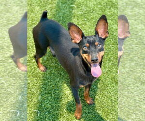 Chipin Dogs for adoption in Woodbury, NY, USA