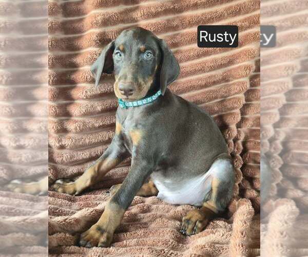Medium Photo #3 Doberman Pinscher Puppy For Sale in POMEROY, OH, USA
