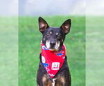 Small #4 Feist Terrier Mix