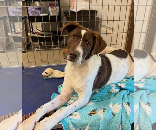 Medium Photo #4 Pointer Puppy For Sale in Cave Creek, AZ, USA