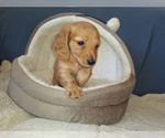 Puppy Creamy Dachshund